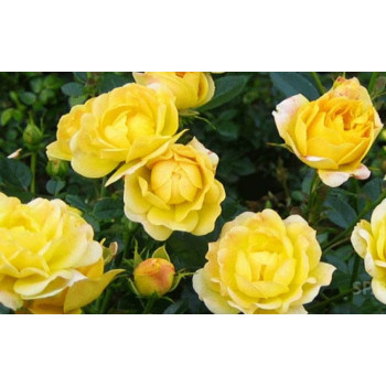 Роза почвопокровная Fairy Isles