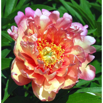 Пион Julia Rose (Джулия Роуз)