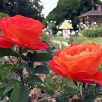 Роза флорибунда Супер Трупер