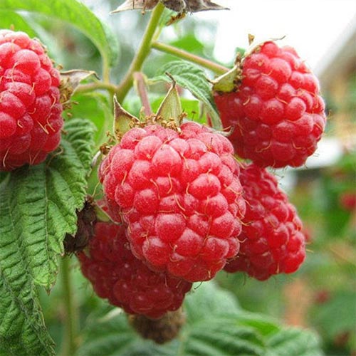 Малина ремонтантная Пингвин