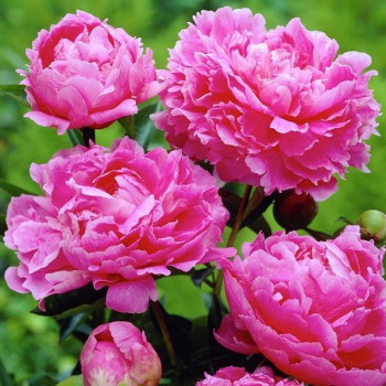 Пион Pink Parfait (Пинк Перфейт)