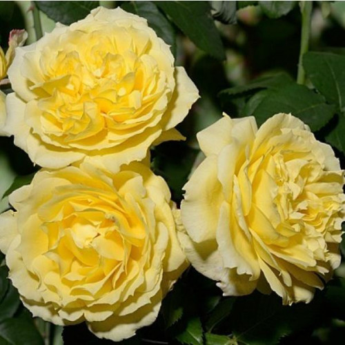 Роза флорибунда Чайна Гёл