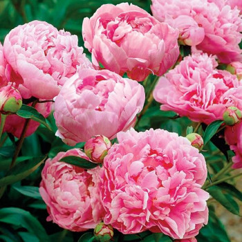 Пион Miss Eckhart (Мисс Экхарт)