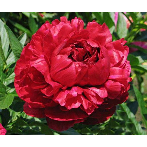 Пион Henry Bockstoce (Генри Бокстос)