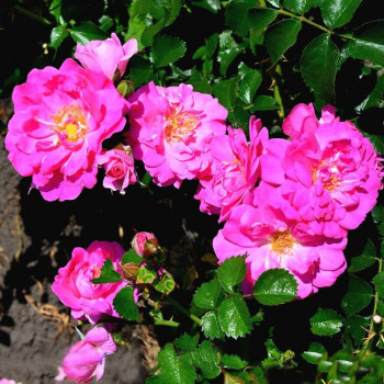 Роза канадская John Cabot