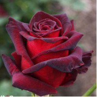 Роза чайно-гибридная Роял Баккара (Royal Baccara)