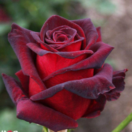 Роза чайно-гибридная Роял Баккара (Royal Baccara)