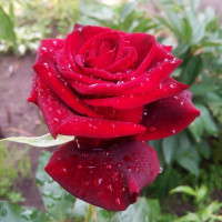 Роза чайно-гибридная Роял Баккара (Royal Baccara)