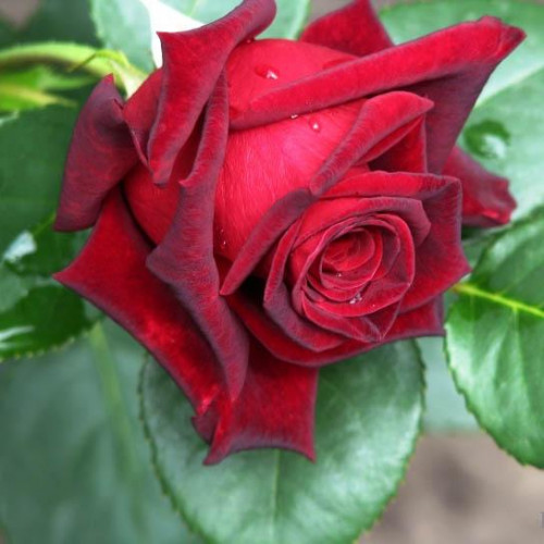 Роза чайно-гибридная Роял Баккара (Royal Baccara)
