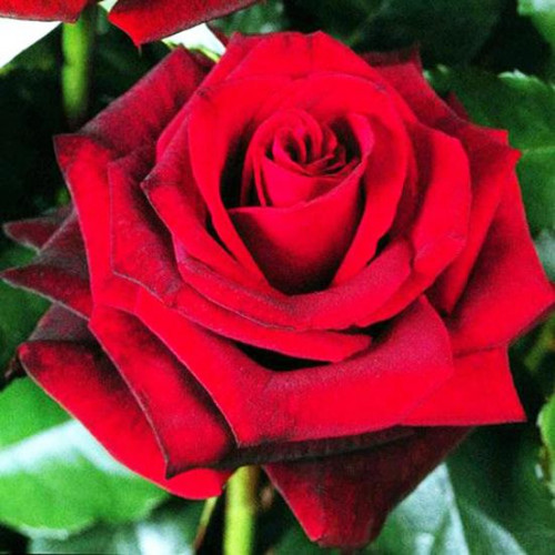 Роза чайно-гибридная Роял Баккара (Royal Baccara)