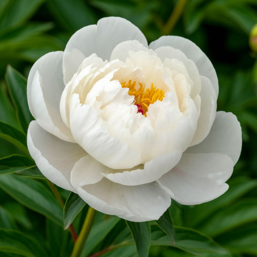 Пион White (Белый)