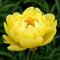 Пион Yellow Crown (Йеллоу Краун)