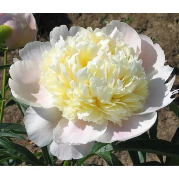 Пион White Charm (Вайт Чарм)