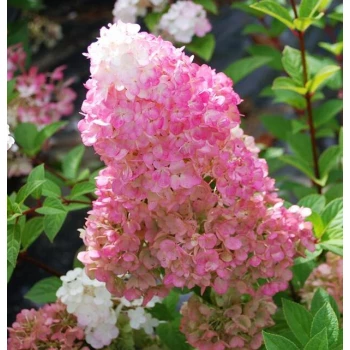 Гортензия метельчатая Vanille Fraise (Ванилла Фрайз)