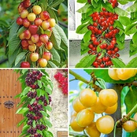Комплект колоновидных черешен Квартет из 4 саженцев