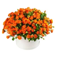 Роза флорибунда Феникс (Phoenix)