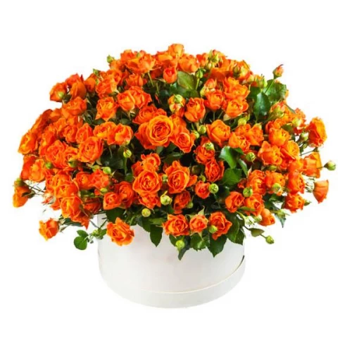 Роза флорибунда Феникс (Phoenix)