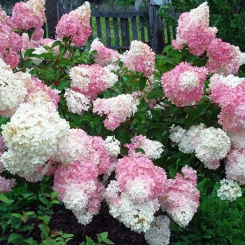 Гортензия метельчатая Touch of Pink