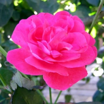 Роза флорибунда Розмари Роуз (Rosemary Rose)