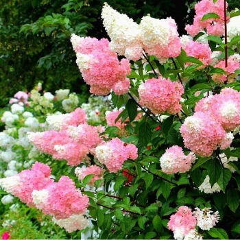 Гортензия метельчатая Strawberry Blossom