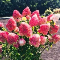 Гортензия метельчатая Pink & Rose (Пинк энд Роуз)
