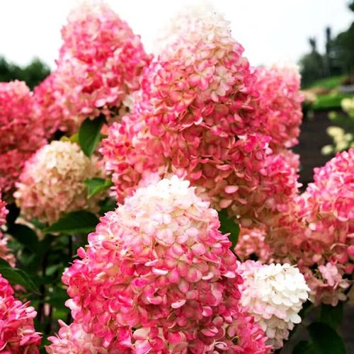 Гортензия метельчатая Pink & Rose (Пинк энд Роуз)