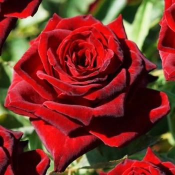 Роза чайно-гибридная Роял Баккара (Royal Baccara)